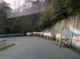 img_20151008_160510_21849407230_o