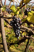 imgp9402_21658694204_o