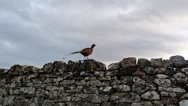 PXL_20251127_131933354