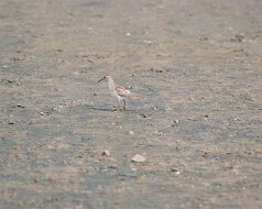 Least Sandpiper