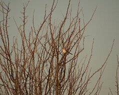 Northern Mockingbird