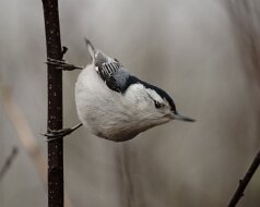 Nuthatches